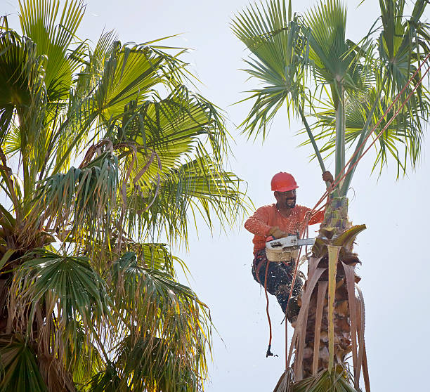 Trusted Chalfont, PA Tree Service Experts